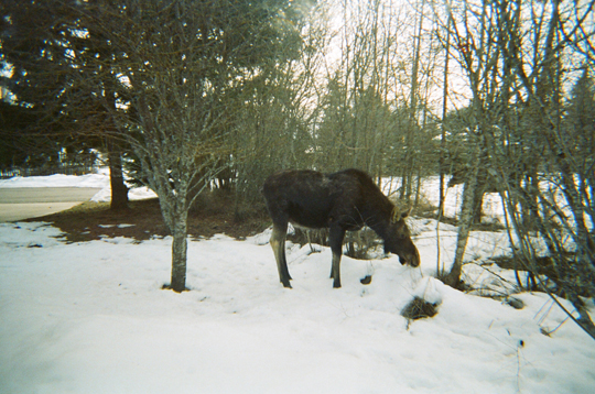 moose in snowy yard in Sandpoint