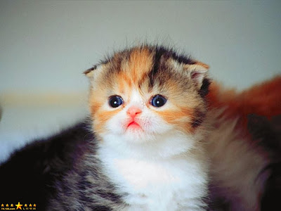 hình ảnh Avatar mèo con đẹp, dễ thương nhất, meo con de thuong