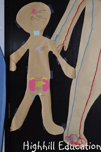 Highhill Homeschool: Human Body Unit - Week 19 - The Endocrine System