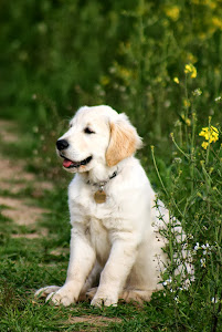 Polly, a Summer walk