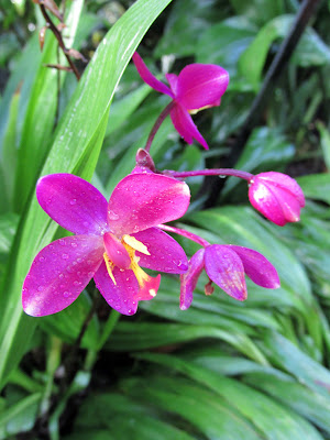 Ground orchid, Garfield Park Conservatory