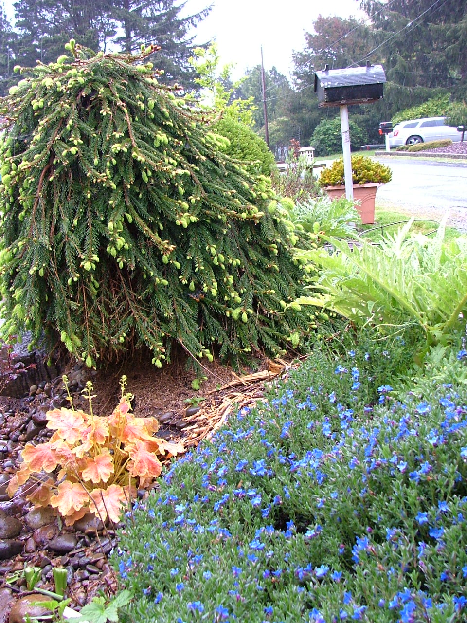 Oregon Coast Gardener Winning Combinations