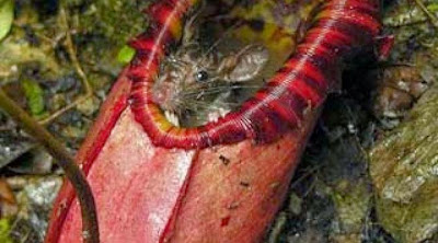 Tanaman Unik Tanaman ini Dapat Memakan Tikus Besar dan Melumatnya