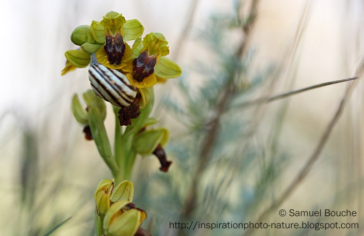 fleur jaune dans la nature ophrys