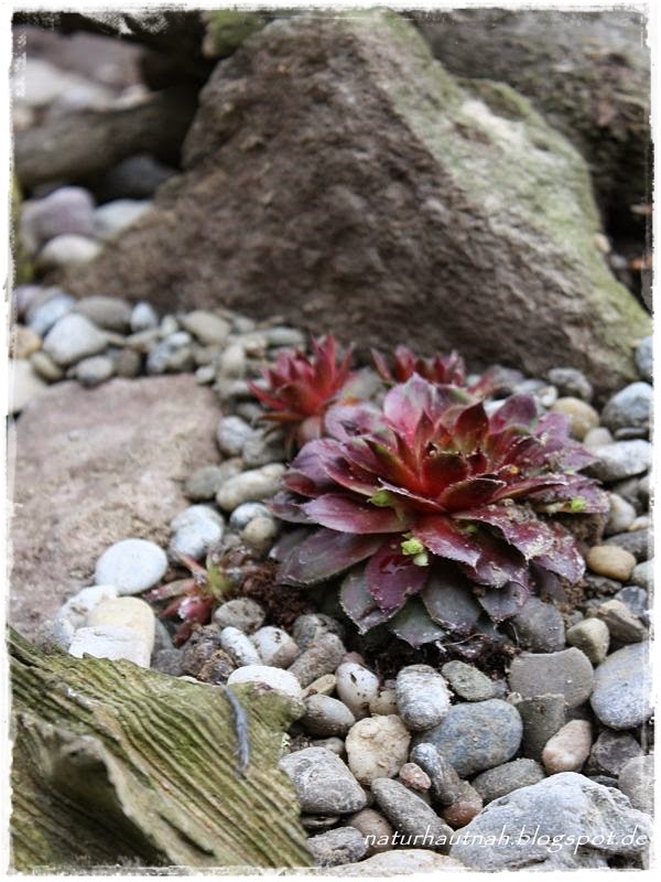 natur hautnah erleben: Steingarten vergrößert