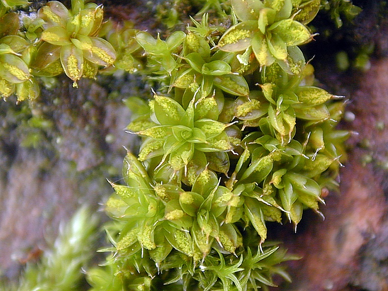 Moss Notes Asexual Reproduction/Vegetative Propagation
