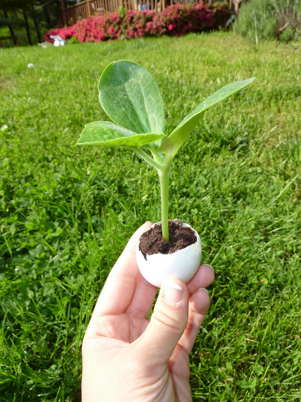 the culinary herb farm growing pumpkin seeds using egg shells the culinary herb farm growing pumpkin seeds using egg shells