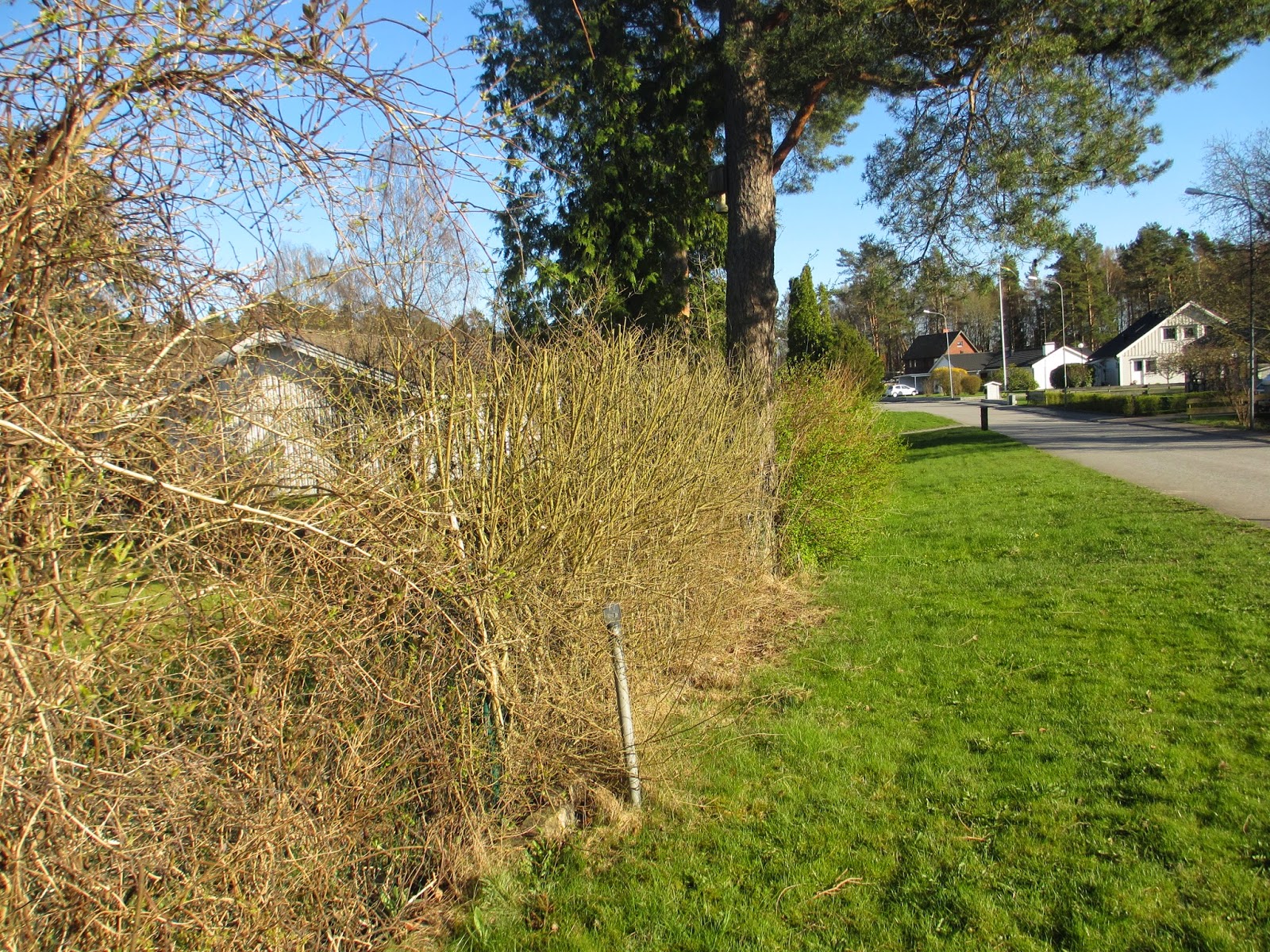 Pias planer: maj 2014