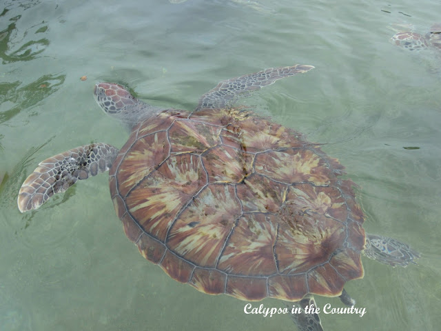 Cayman Islands Turtle Farm Gift Shop Cayman Islands Turtle Farm Gift Shop