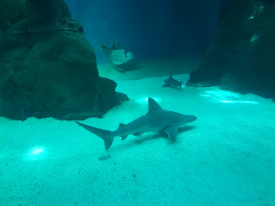 El Acquario de Génova se encuentra localizado en el Puerto Antiguo de la ciudad, específicamente en el Muelle “Spinola” El Acquario de Génova se encuentra localizado en el Puerto Antiguo de la ciudad, específicamente en el Muelle “Spinola”