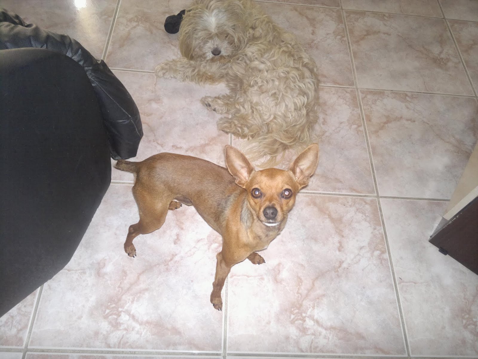 Pinscher Desaparecido Cãopanheiro Curitiba Adoção e Doação de