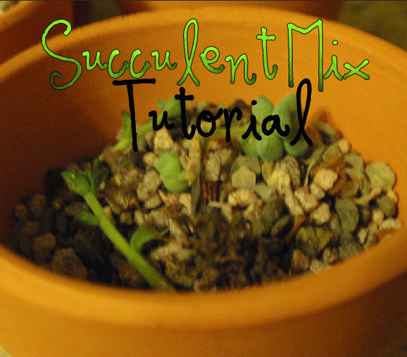 Efflorescency Al S Gritty Mix Succulents