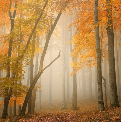 Paisaje de un bosque en otoño