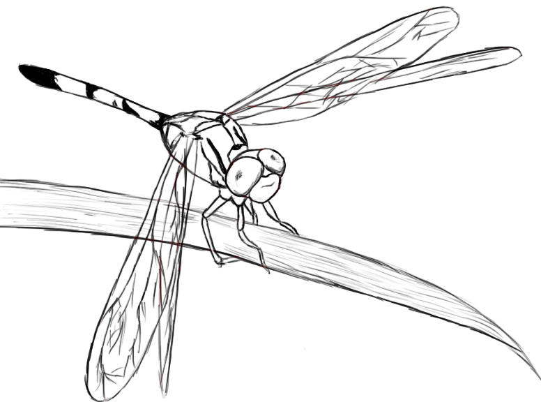 Outline Of Dragonfly