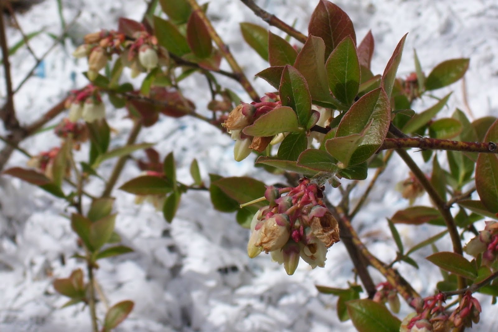 Talking to Plants Blueberries in Bloom