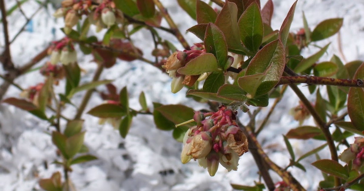 Talking to Plants Blueberries in Bloom