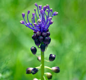 Nazareno muscari comosum