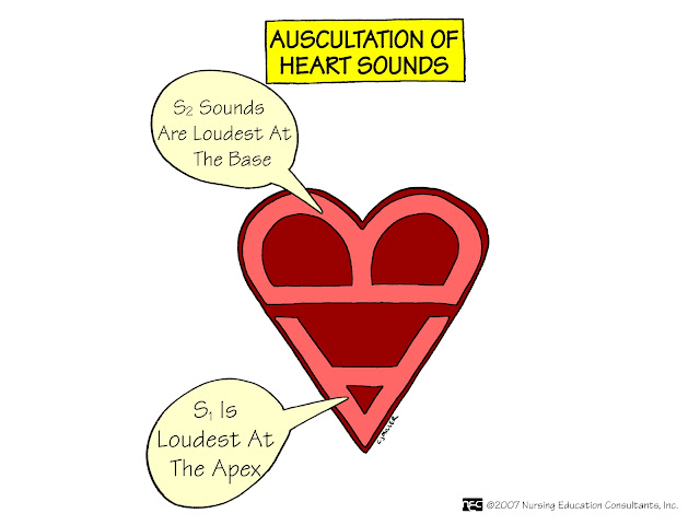 HEART SOUNDS heart sounds: