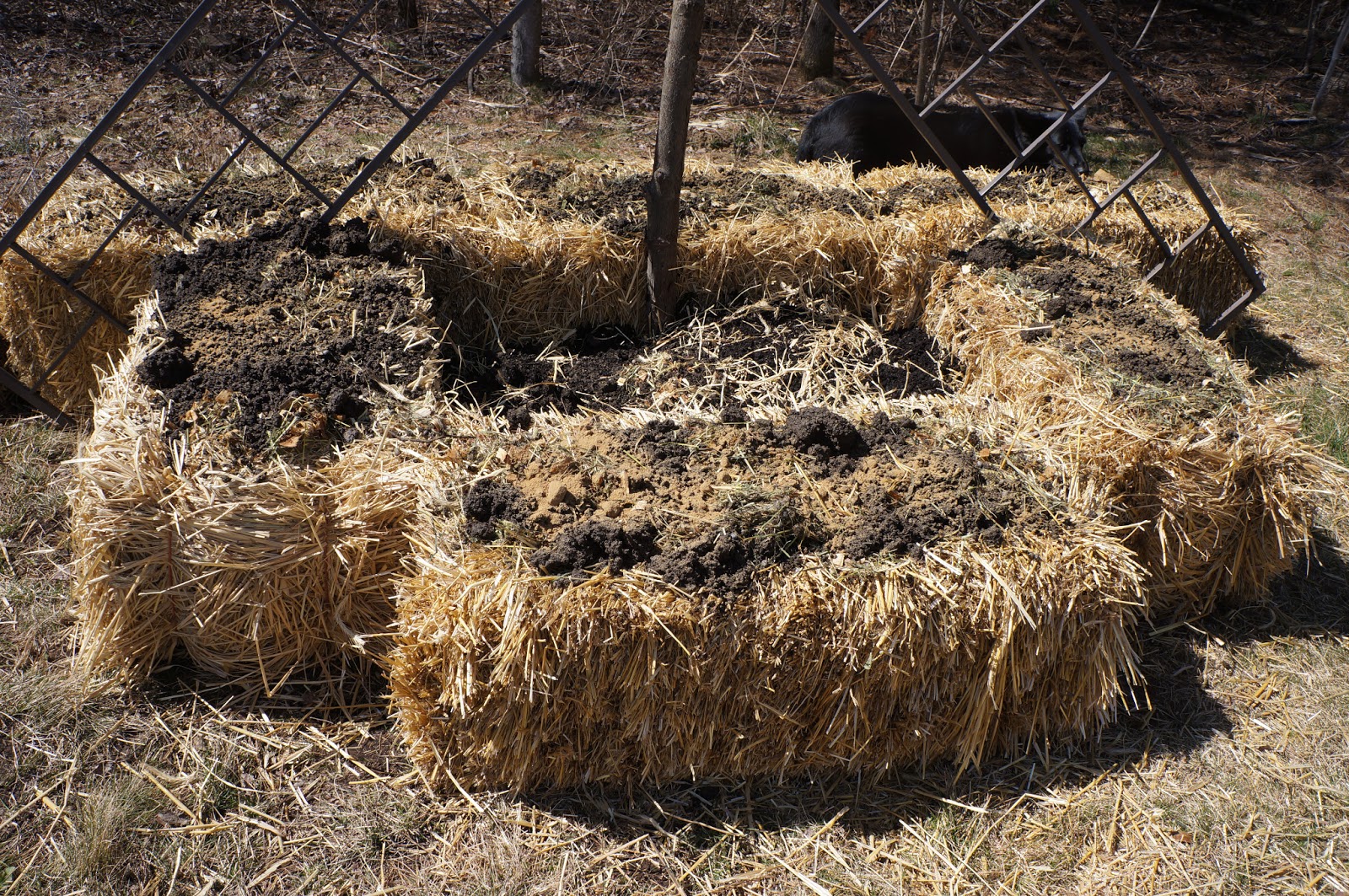 The Backyard Farming Connection Gardening Methods Straw Bale Gardening