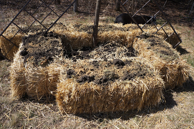 The Backyard Farming Connection: Gardening Methods: Straw Bale Gardening