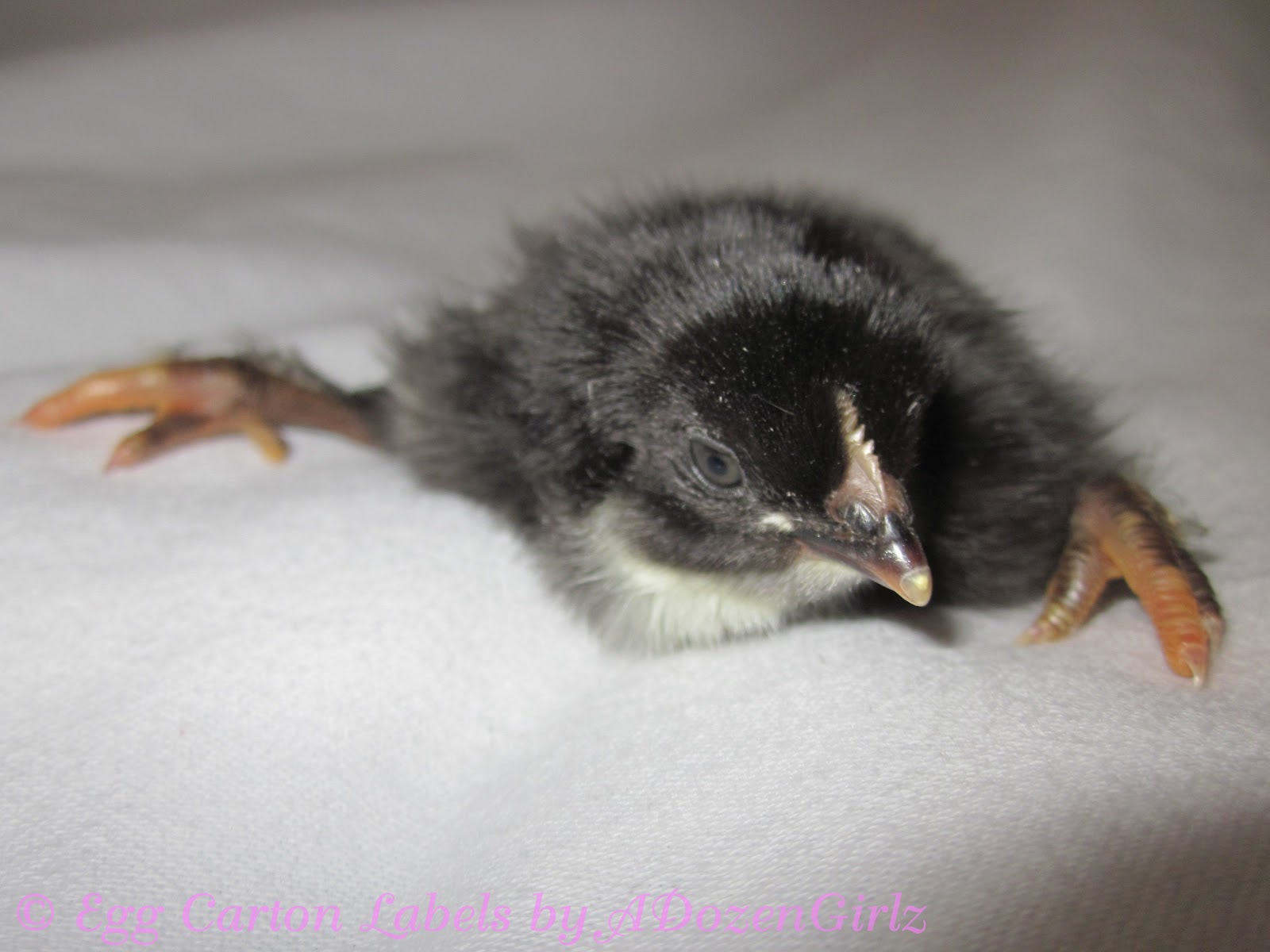Chick Splayed Leg