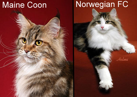 Norwegian Forest Cat Adoption: Norwegian Forest Cat Kittens for