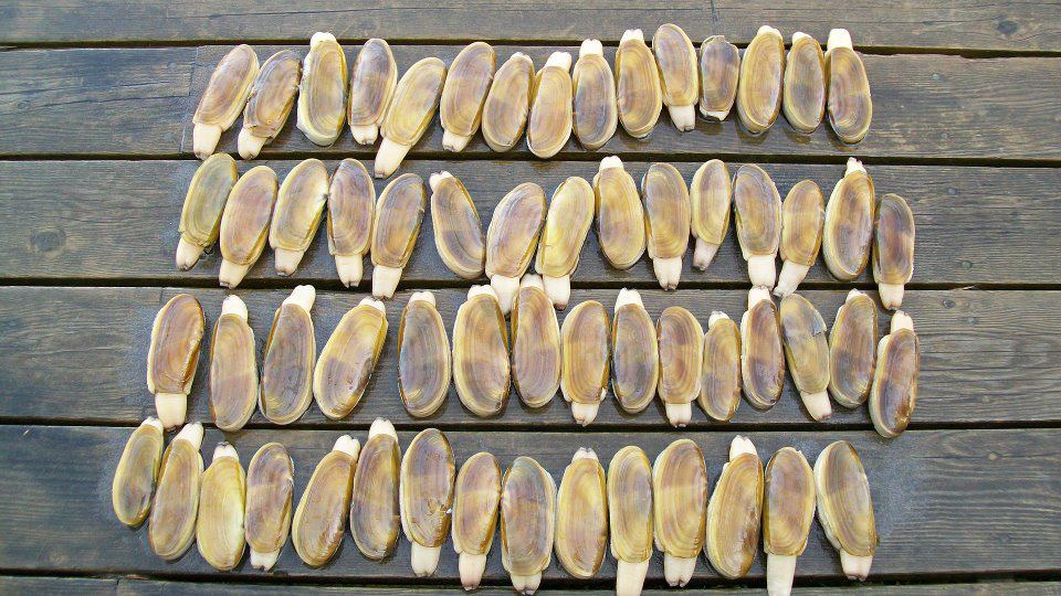 Everything Washington