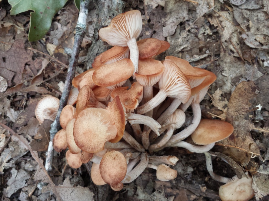 Divinebunbun's Rugged Rural Missouri Ringless Honey Mushrooms