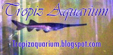 ikan hias alam padle fish polyodon spatula size ikan hias alam padle fish polyodon spatula size
