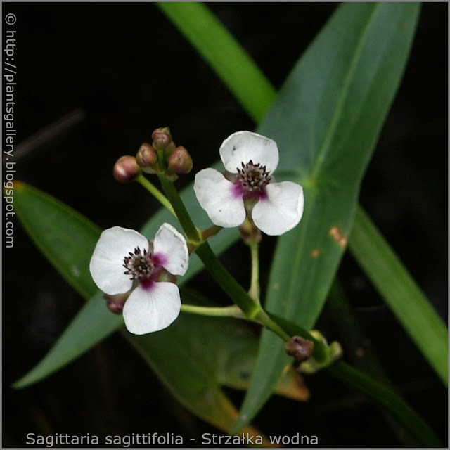 Sagittaria sagittifolia flowers - Strzałka wodna kwiaty