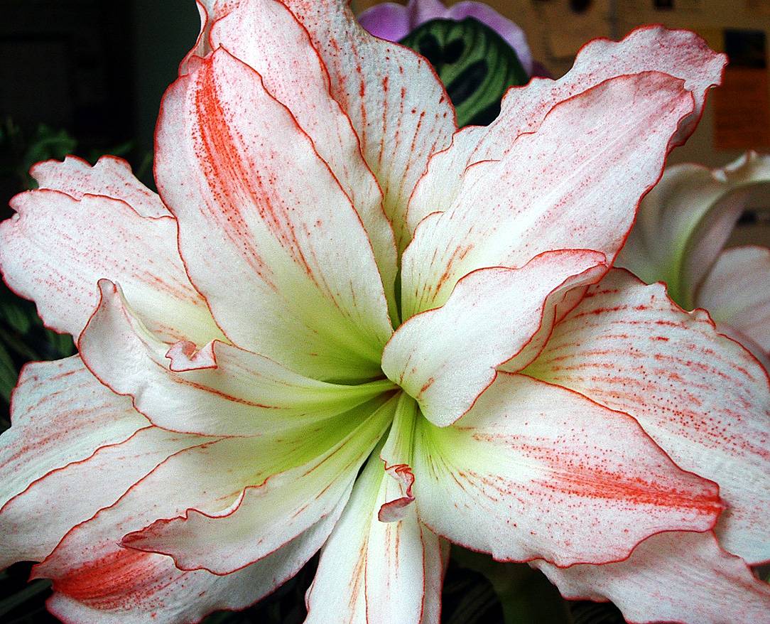 amaryllis flower colors meaning