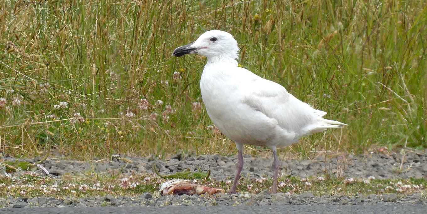 White Gull