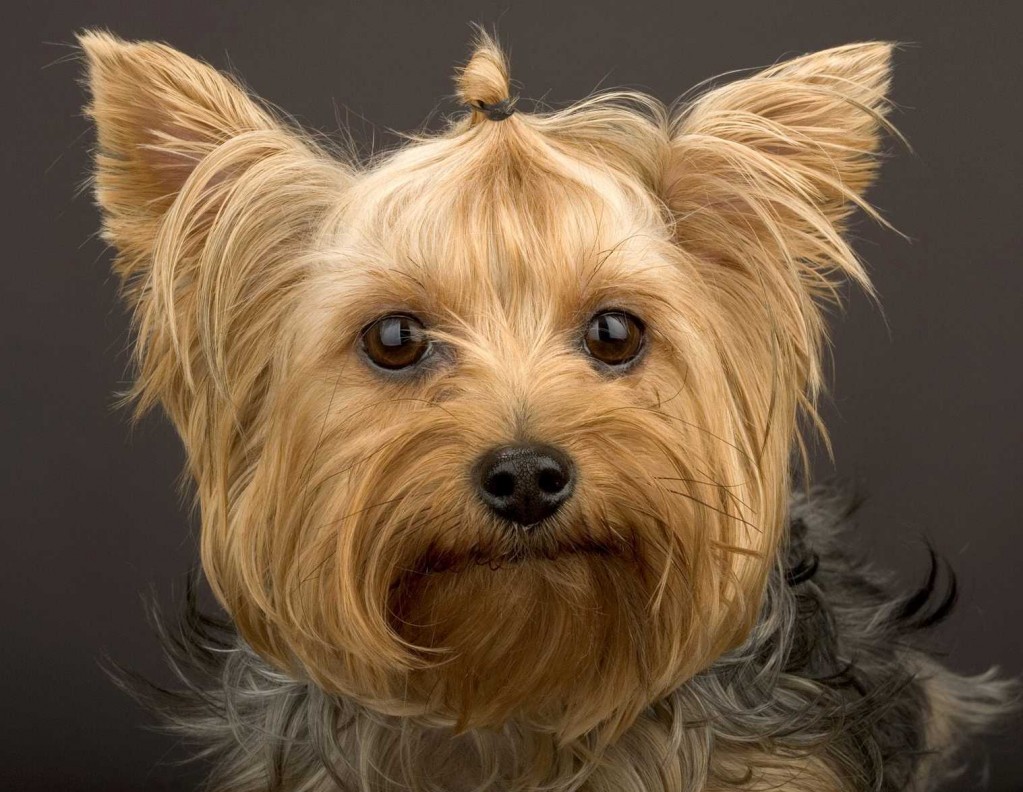Yorkshire Terrier In Not