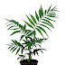 The plant of the day (10) - The parlor palm
