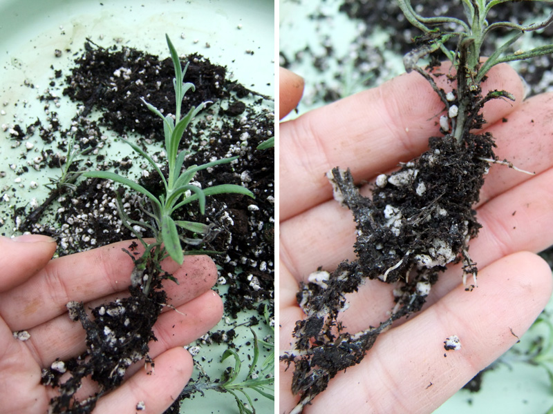 Propagating Lavender...Part 2 Garden Living and Making with Lovely Greens