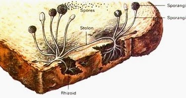 Klasifikasi Jamur Fungi Zygomycota Ascomycota Basidiomycota Deuteromycota