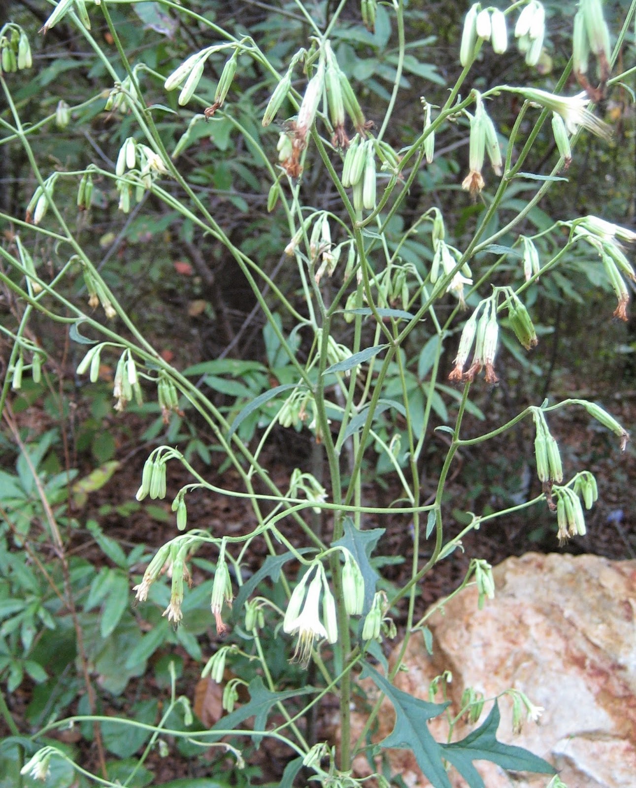 Discovering His Creation: White rattlesnake-root, White lettuce