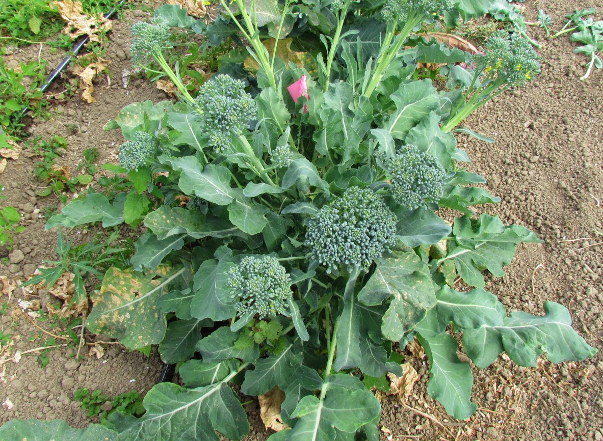 kale and broccoli same plant