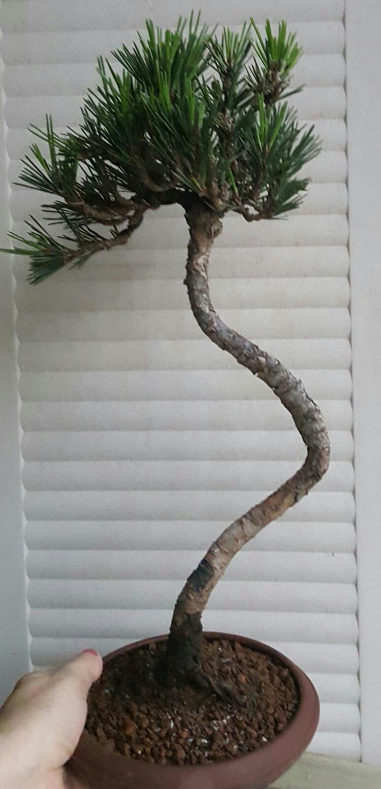 The Arts Of Beautiful Bonsai Lies In Boh39s Bonsai The Arts Of Beautiful Bonsai Lies In Boh39s Bonsai