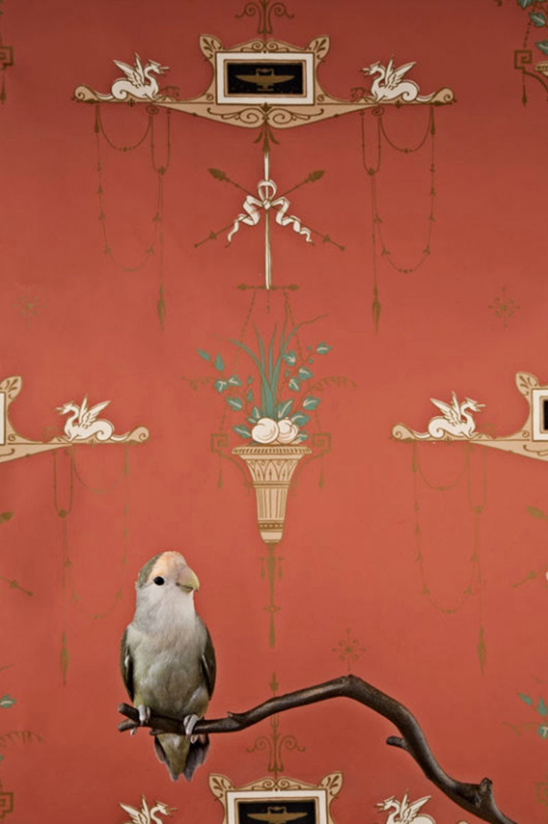 Birds of a Feather de Claire Rosen