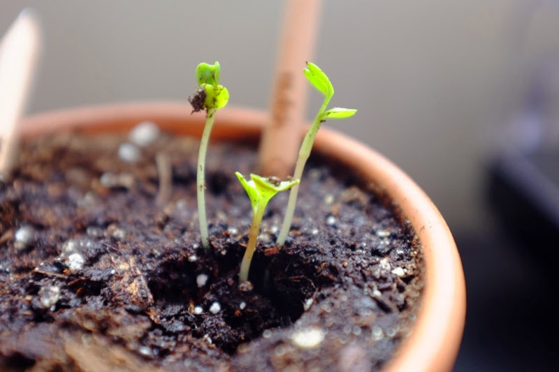 sprout lápiz con semillas