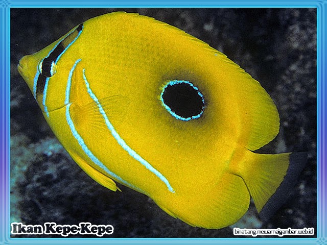 Ikan Kepe-Kepe Ikan Kepe-Kepe
