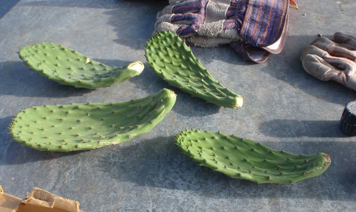 cactus cuttings