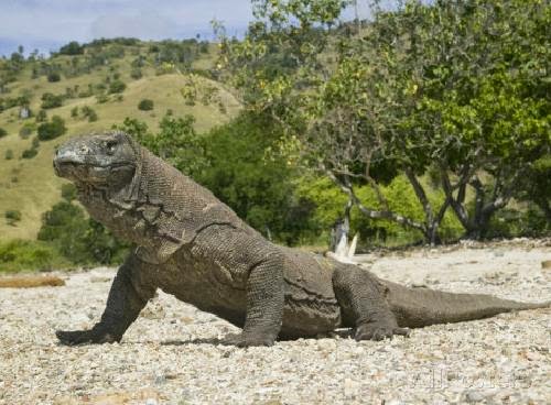 Gambar-gambar Komodo