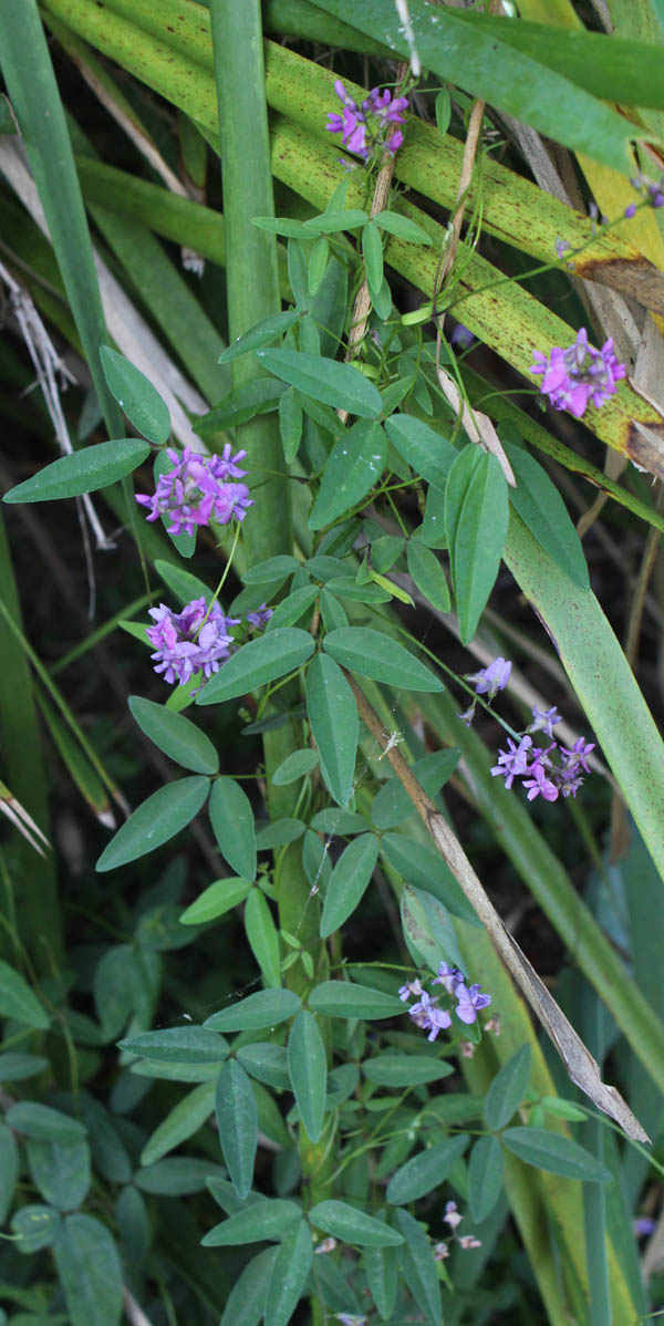 Toowoomba Plants Lovers Twine