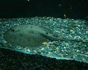 spotted freshwater stingray fish