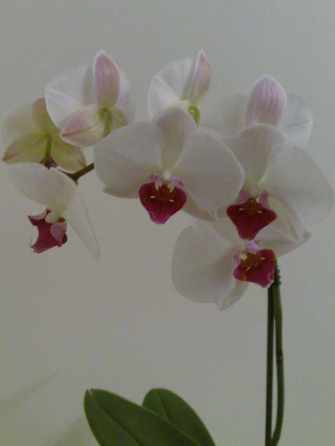 orchids flowers pictures orchids flowers pictures