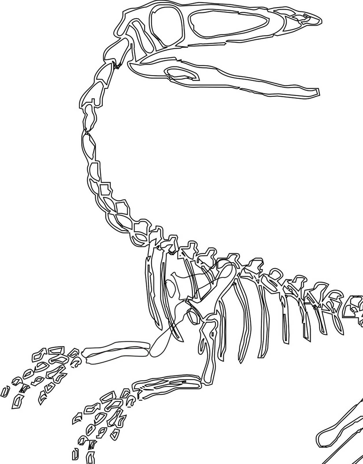 Dinosaur Skeletons Drawings
