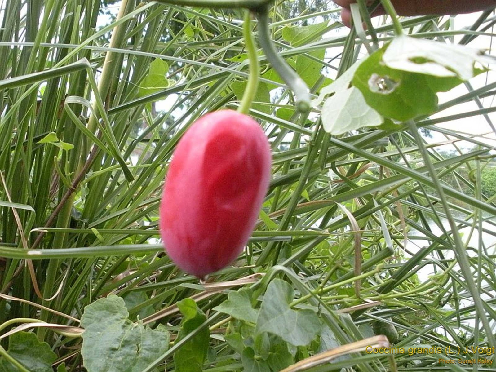 Medicinal Plants Coccinia grandis Ivy Gourd Donda kaya Kovai kai