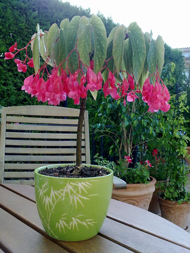 Begonia bambú - Guia de jardin